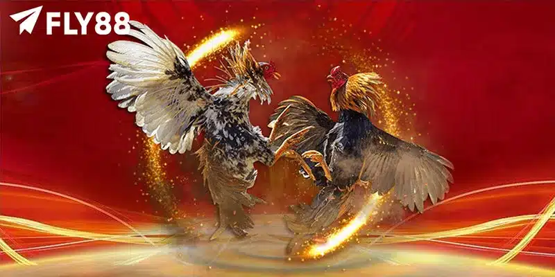 Đá Gà Thomo Trực Tiếp